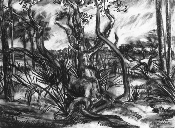Lazy Oak and Palmettos